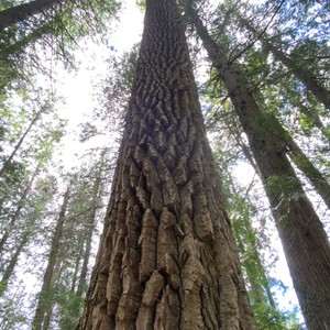 a tree with many branches