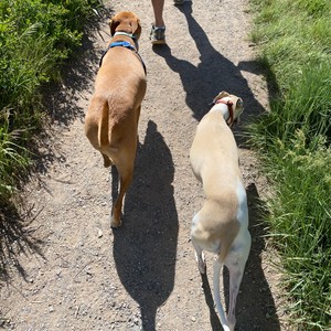 two dogs on a path