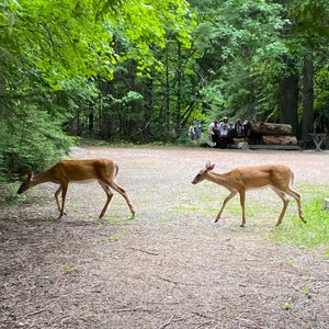two deer in a park