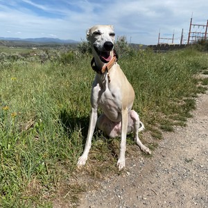 a dog sitting on a dirt road