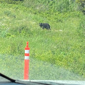 a bear in a meadow