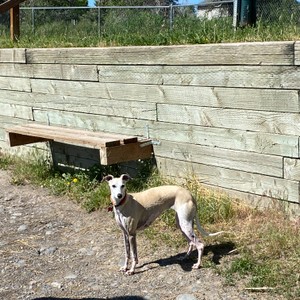 a dog standing in front of a wooden fence