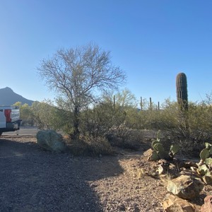 a dirt road with bushes and trees