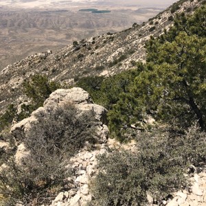 a rocky hillside with trees