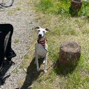 a dog standing on a path