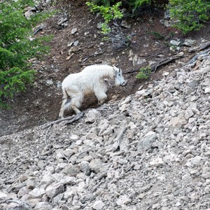 a dog walking on a rocky path