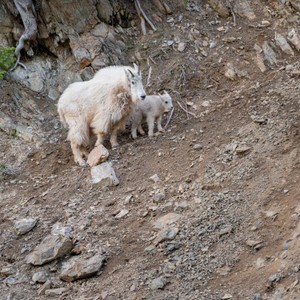 a group of animals walking on a rocky surface