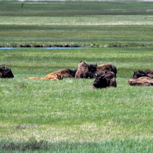 a group of animals in a field