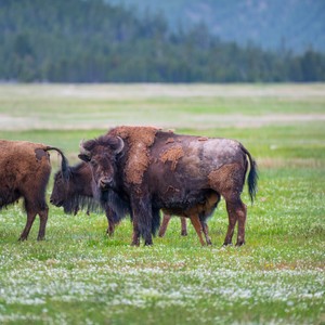 a group of buffalo in a field