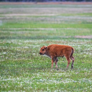 a cow standing in a field