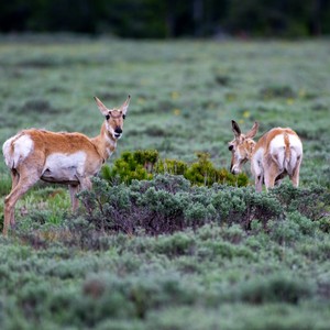 a couple of deer in a field