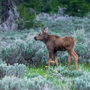 a deer standing in a field