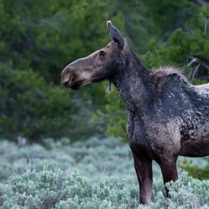 a donkey standing in a field