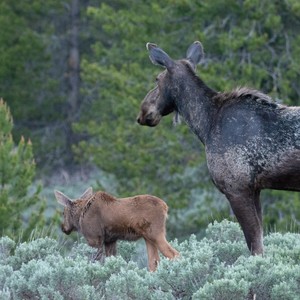 a black horse and a brown horse