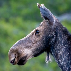 a close up of a donkey