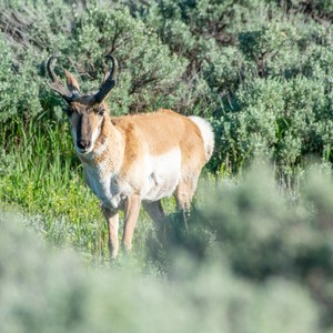 a deer standing in a grassy area