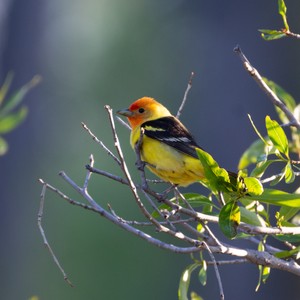 a yellow bird on a branch