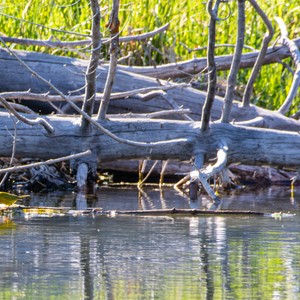 a crocodile in the water