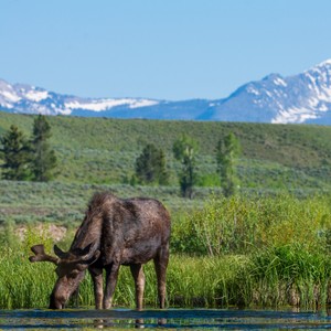 a moose grazing in a field