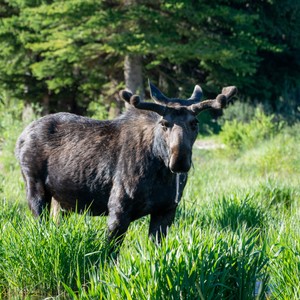 a moose with antlers in a grassy field