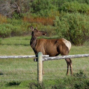 a deer standing on a fence