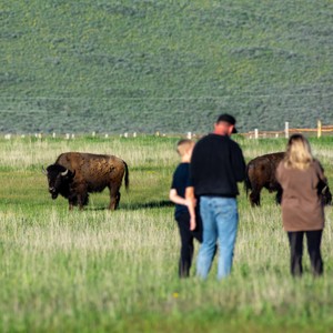 a group of people stand in a field with cows