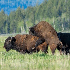 a group of buffalo in a field