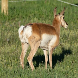 a deer standing in a grassy area