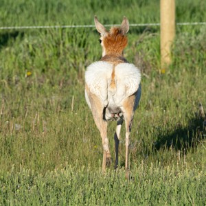 a deer standing in a grassy area