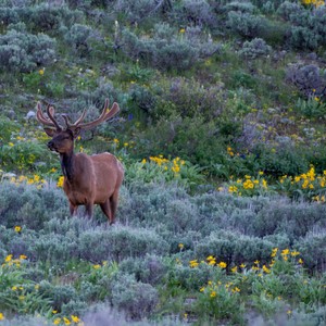 a deer in a field of flowers