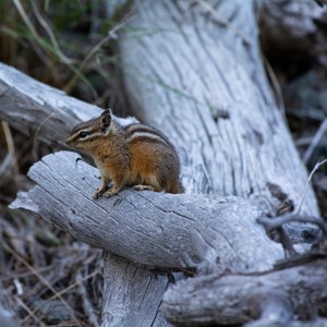 a squirrel on a tree branch