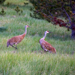 a couple of birds walking in a grassy field