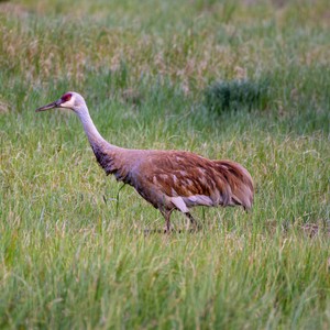 a bird walking in a field