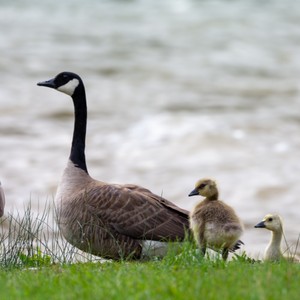 a goose with her ducklings