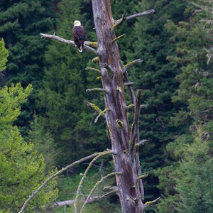 a bird sitting on a tree