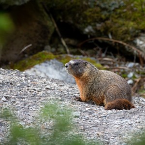 a small animal sitting on a rock