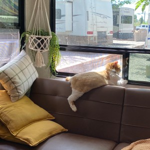 a cat lying on a couch