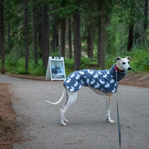 a dog wearing a flag garment
