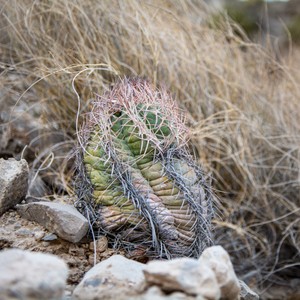 a cactus in the desert