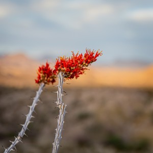 a close-up of a flower