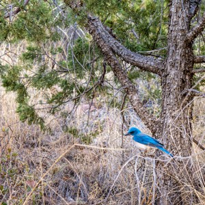 a blue bird on a tree