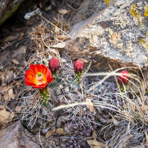 a group of red flowers