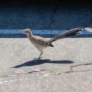 a bird walking on a sidewalk