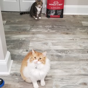 two cats sitting on a tile floor