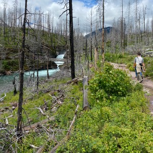 a person walking on a path in a wooded area