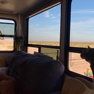 a cat sitting on a couch looking out a window