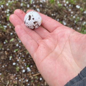 a hand holding a white and brown object with a hole in it