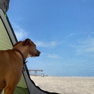 a dog looking out a window