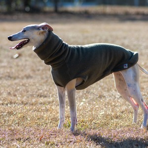 a dog wearing a suit