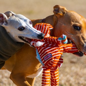 a dog biting a toy dinosaur